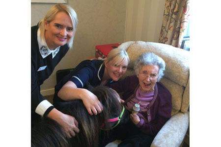 Shetland ponies mane attraction at Ivybank 