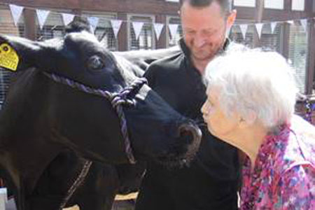 Cow to the rescue at Richmond Nantwich