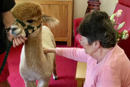 Alpaca adventure at Southampton home