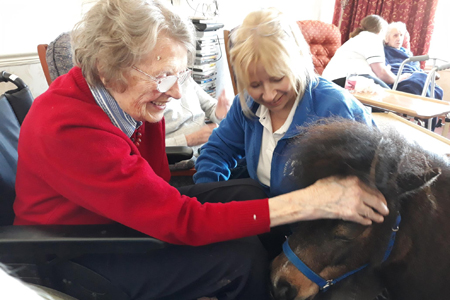 Shetland ponies are mane attraction 