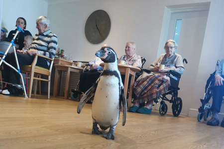 Penguins return to Oxfordshire 